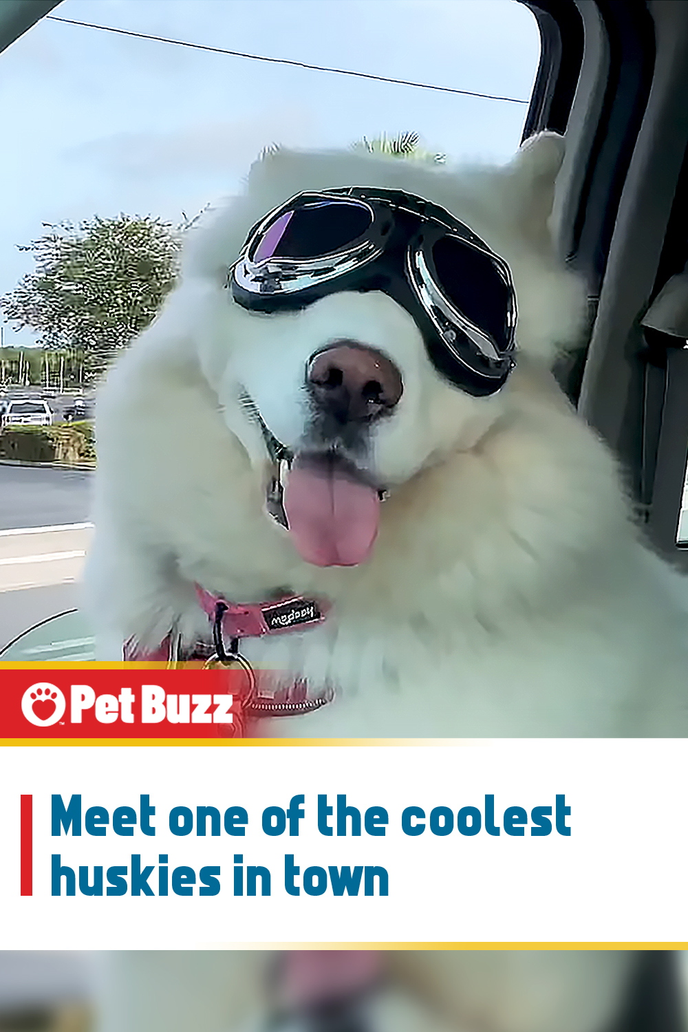 Meet one of the coolest huskies in town