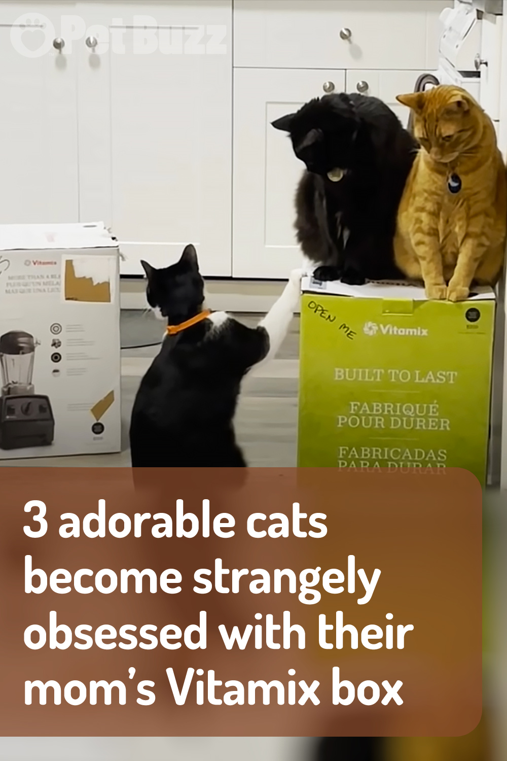 3 adorable cats become strangely obsessed with their mom’s Vitamix box
