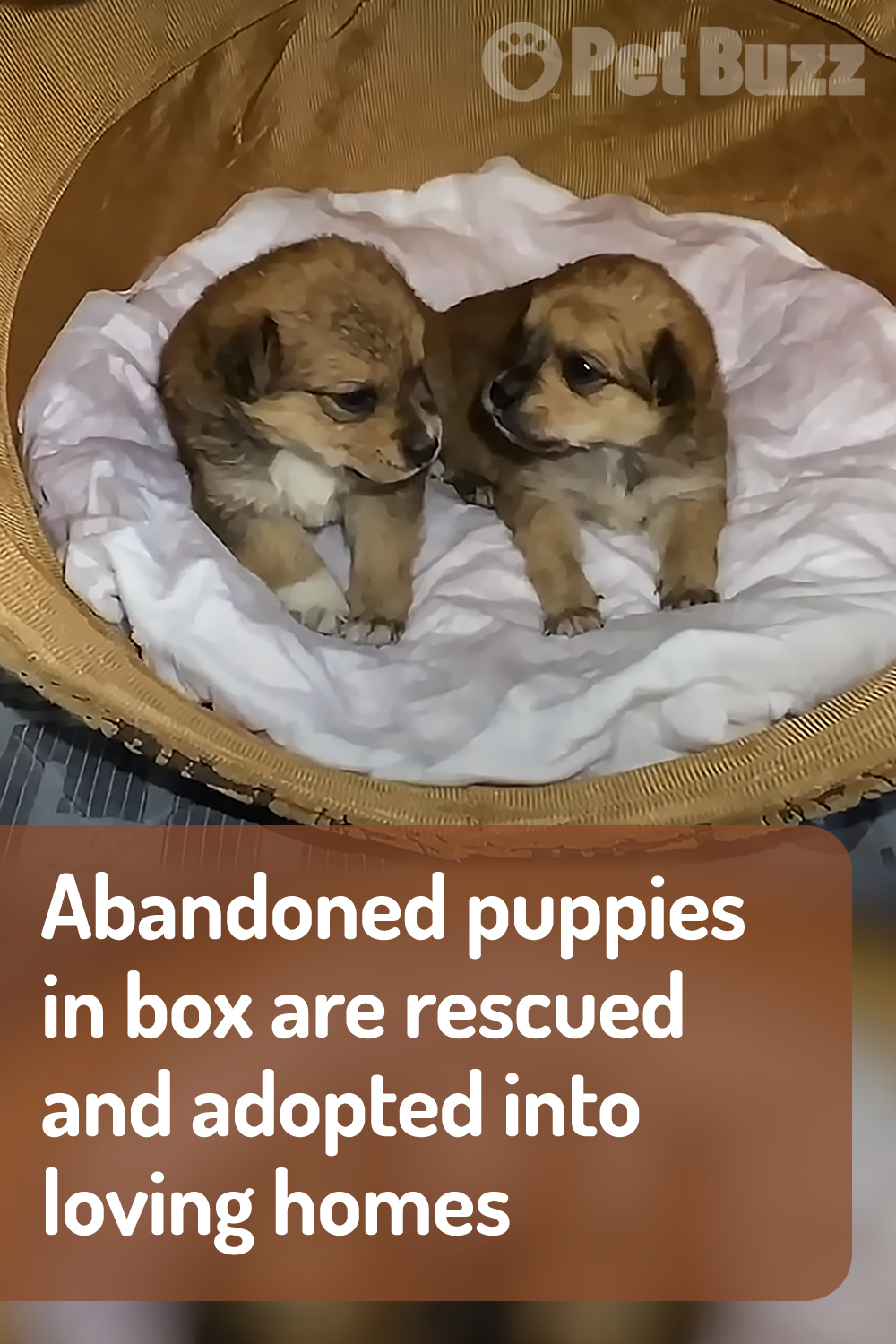 Abandoned puppies in box are rescued and adopted into loving homes
