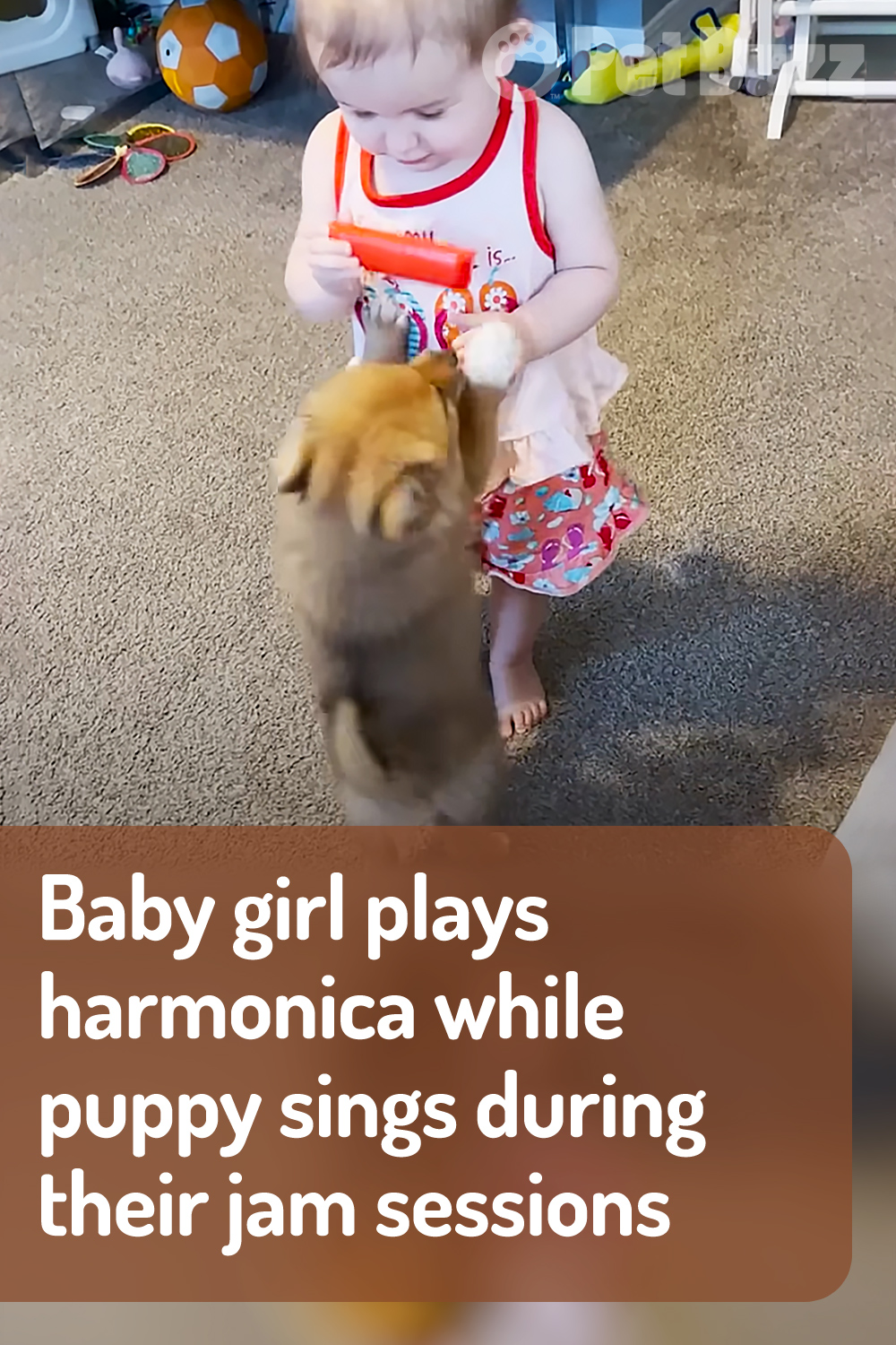 Baby girl plays harmonica while puppy sings during their jam sessions