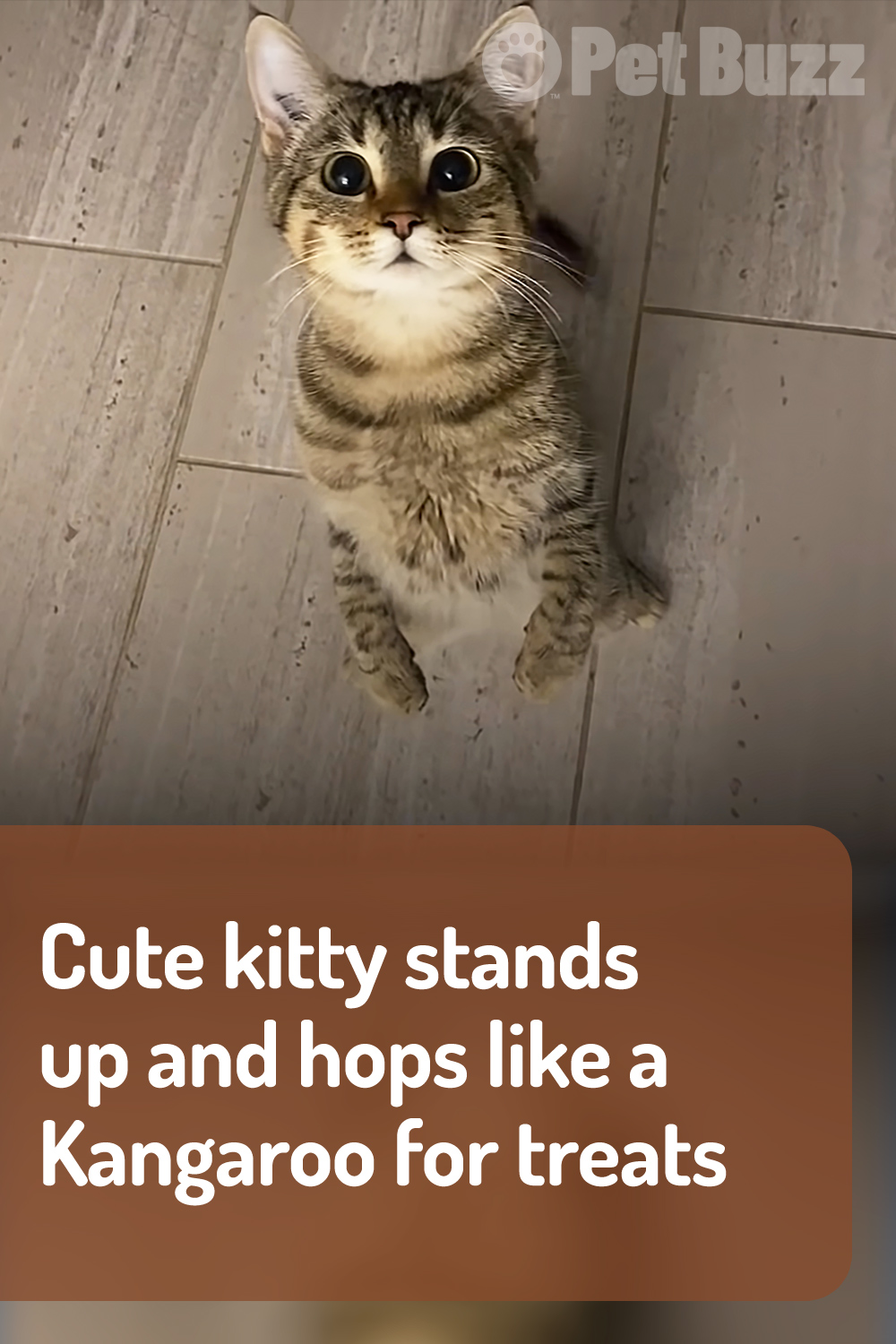 Cute kitty stands up and hops like a Kangaroo for treats