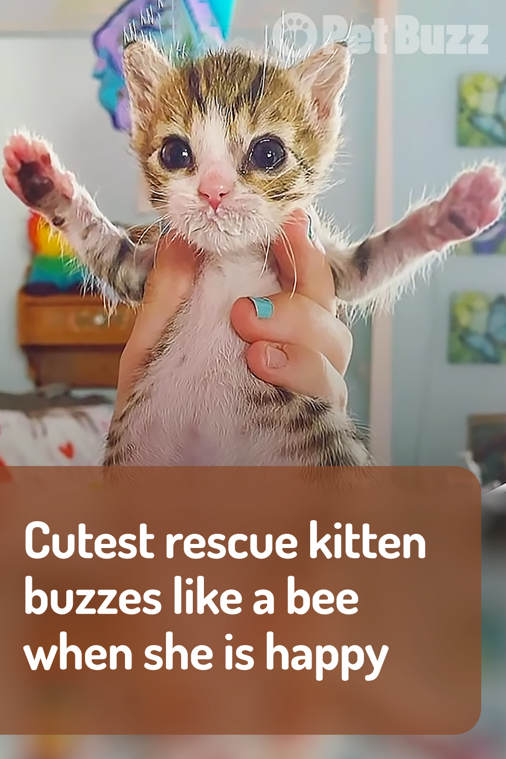 Cutest rescue kitten buzzes like a bee when she is happy