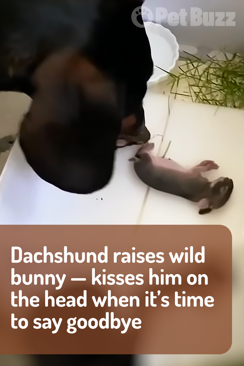 Dachshund raises wild bunny — kisses him on the head when it’s time to say goodbye