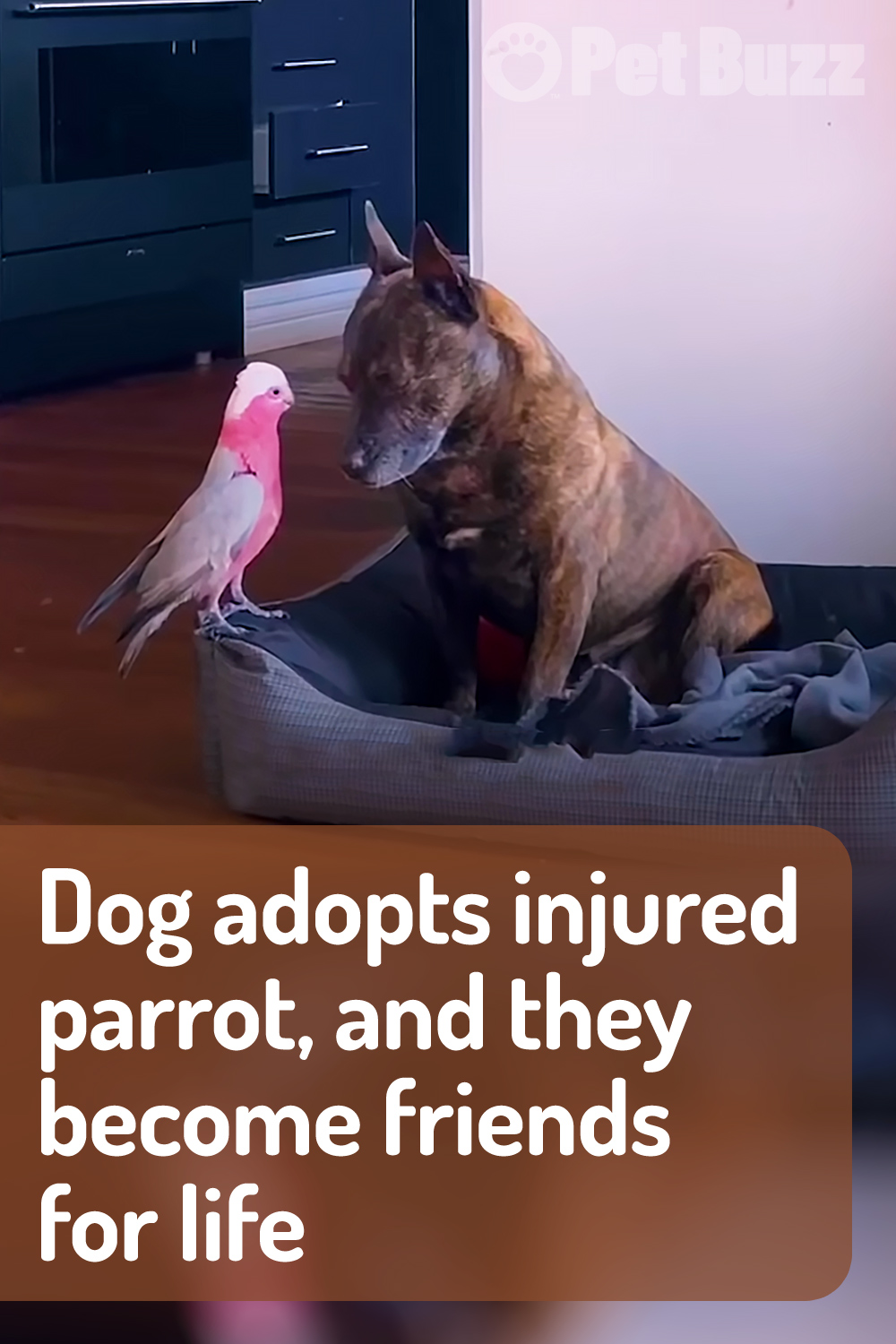 Dog adopts injured parrot, and they become friends for life