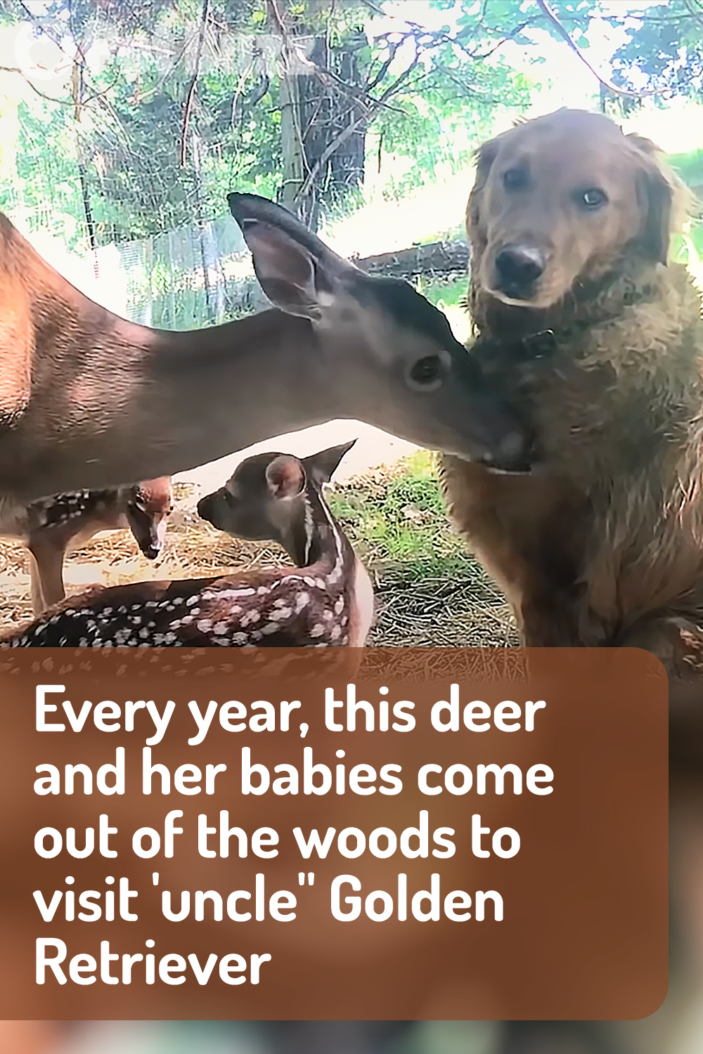 Every year, this deer and her babies come out of the woods to visit \'uncle\