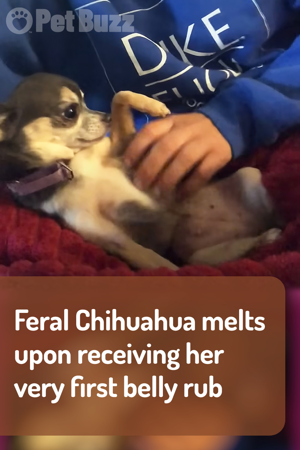 Feral Chihuahua melts upon receiving her very first belly rub