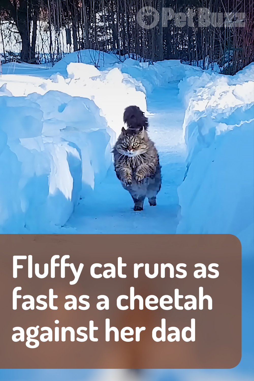 Fluffy cat runs as fast as a cheetah against her dad