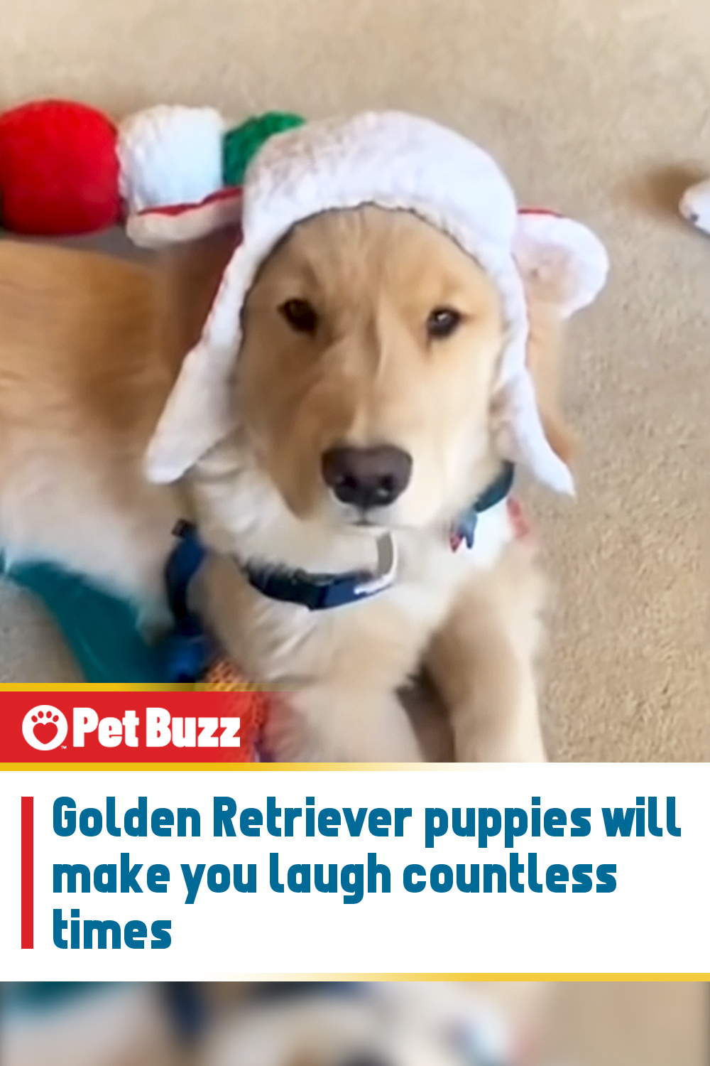 Golden Retriever puppies will make you laugh countless times