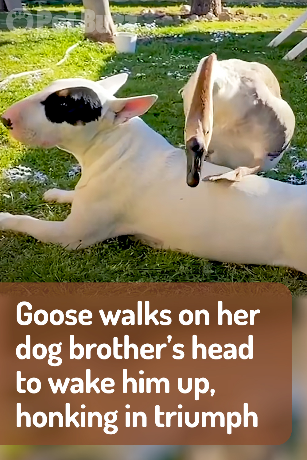 Goose walks on her dog brother’s head to wake him up, honking in triumph
