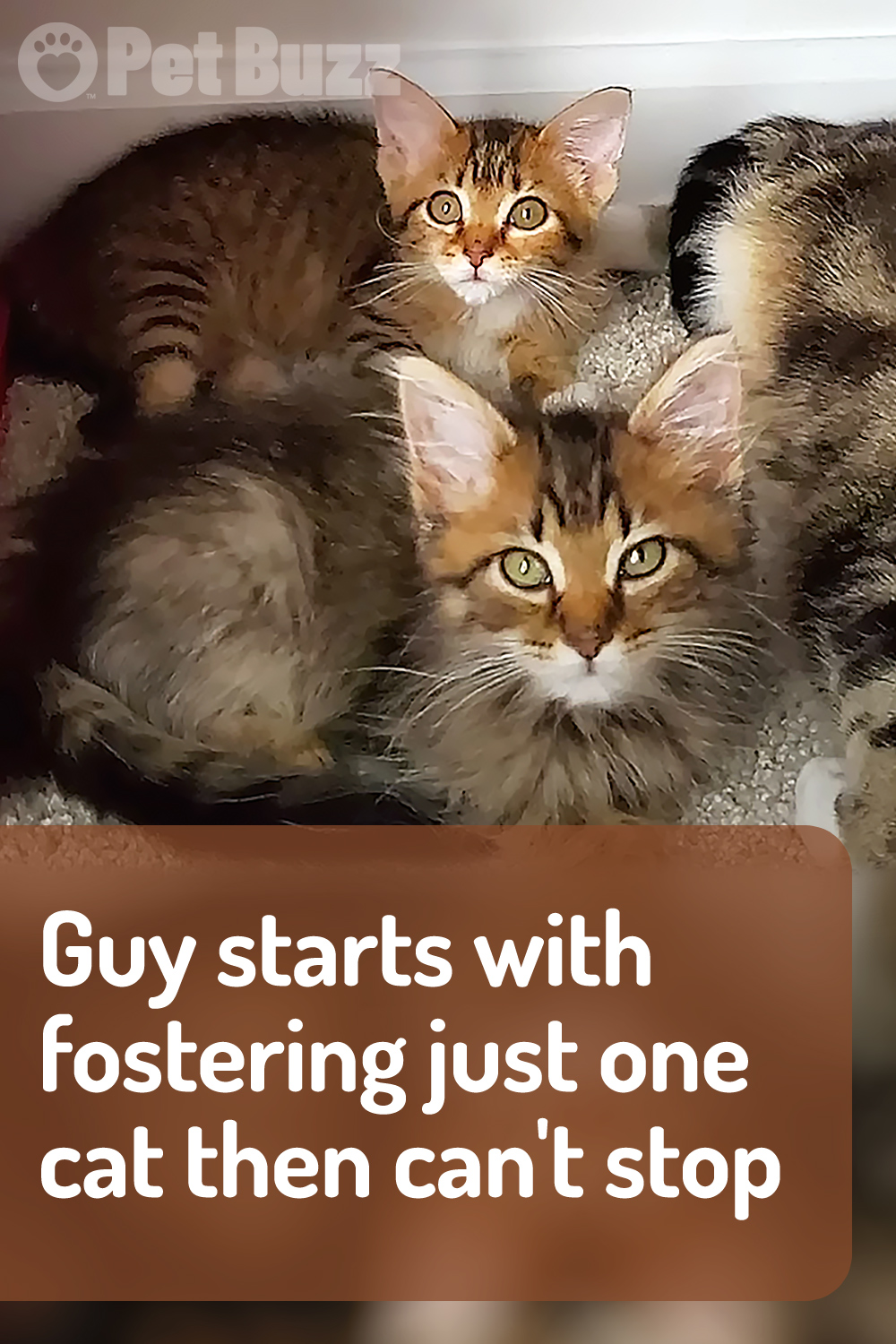 Guy starts with fostering just one cat then can\'t stop