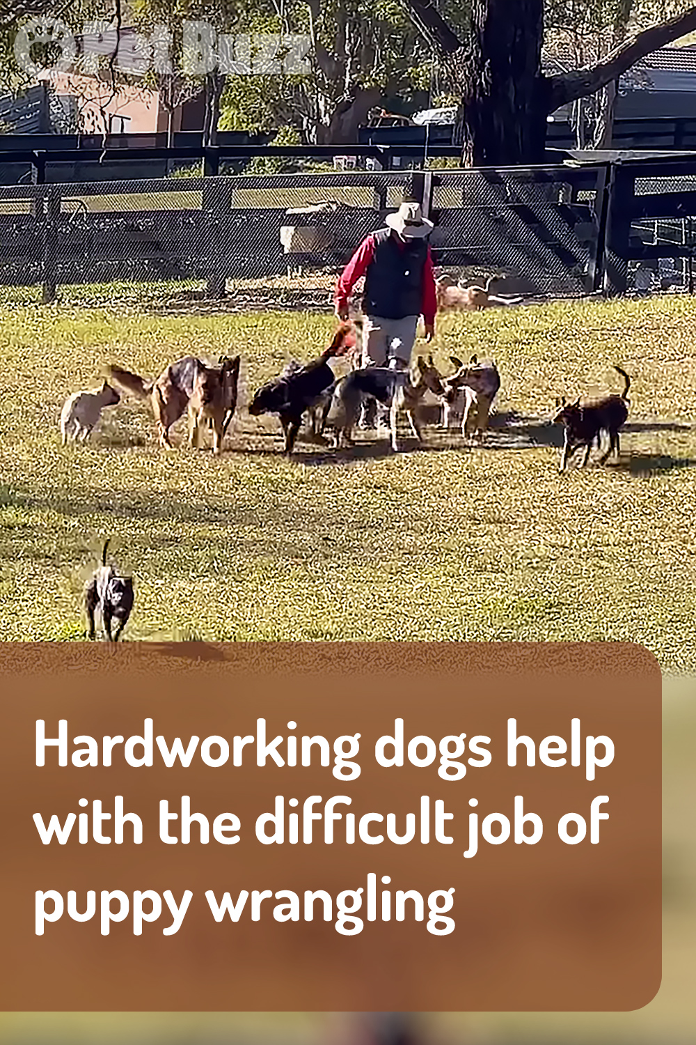 Hardworking dogs help with the difficult job of puppy wrangling