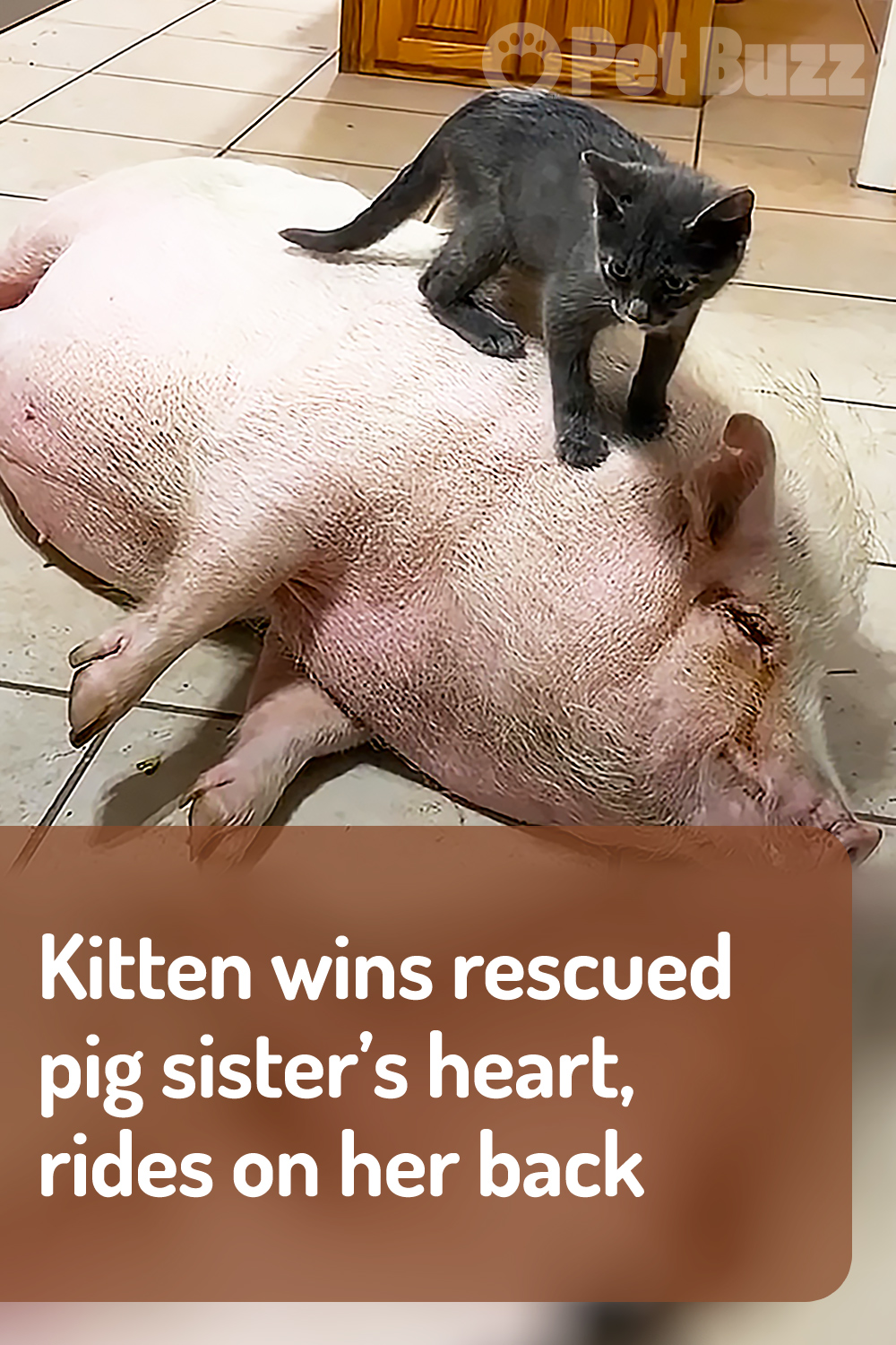Kitten wins rescued pig sister’s heart, rides on her back