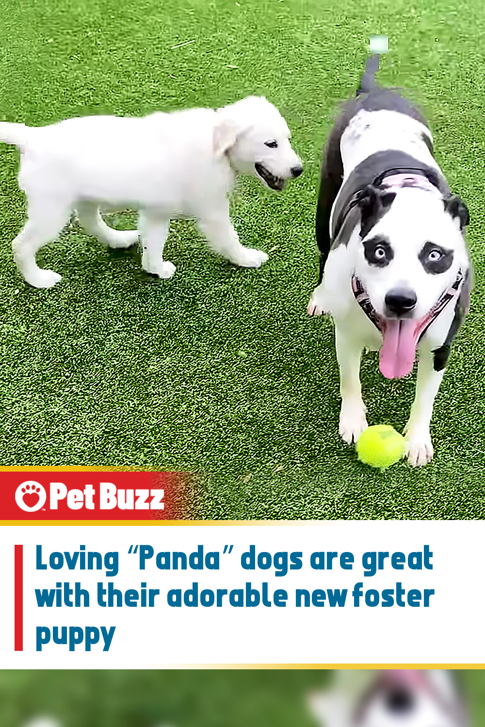 Loving “Panda” dogs are great with their adorable new foster puppy