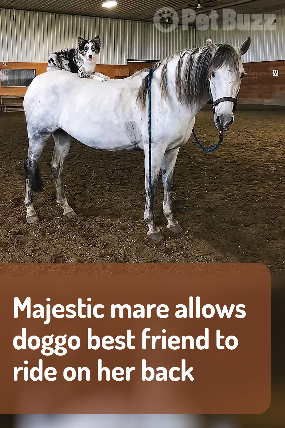 Majestic mare allows doggo best friend to ride on her back