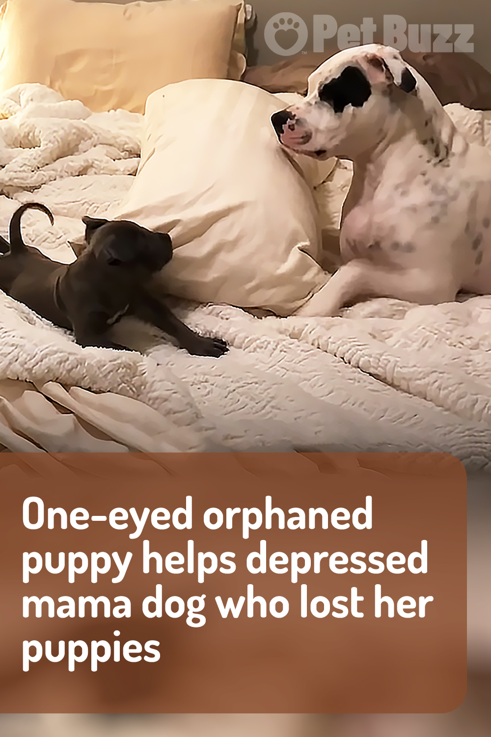 One-eyed orphaned puppy helps depressed mama dog who lost her puppies