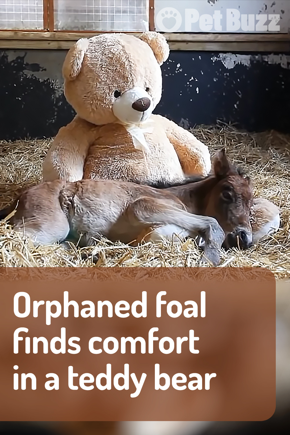Orphaned foal finds comfort in a teddy bear