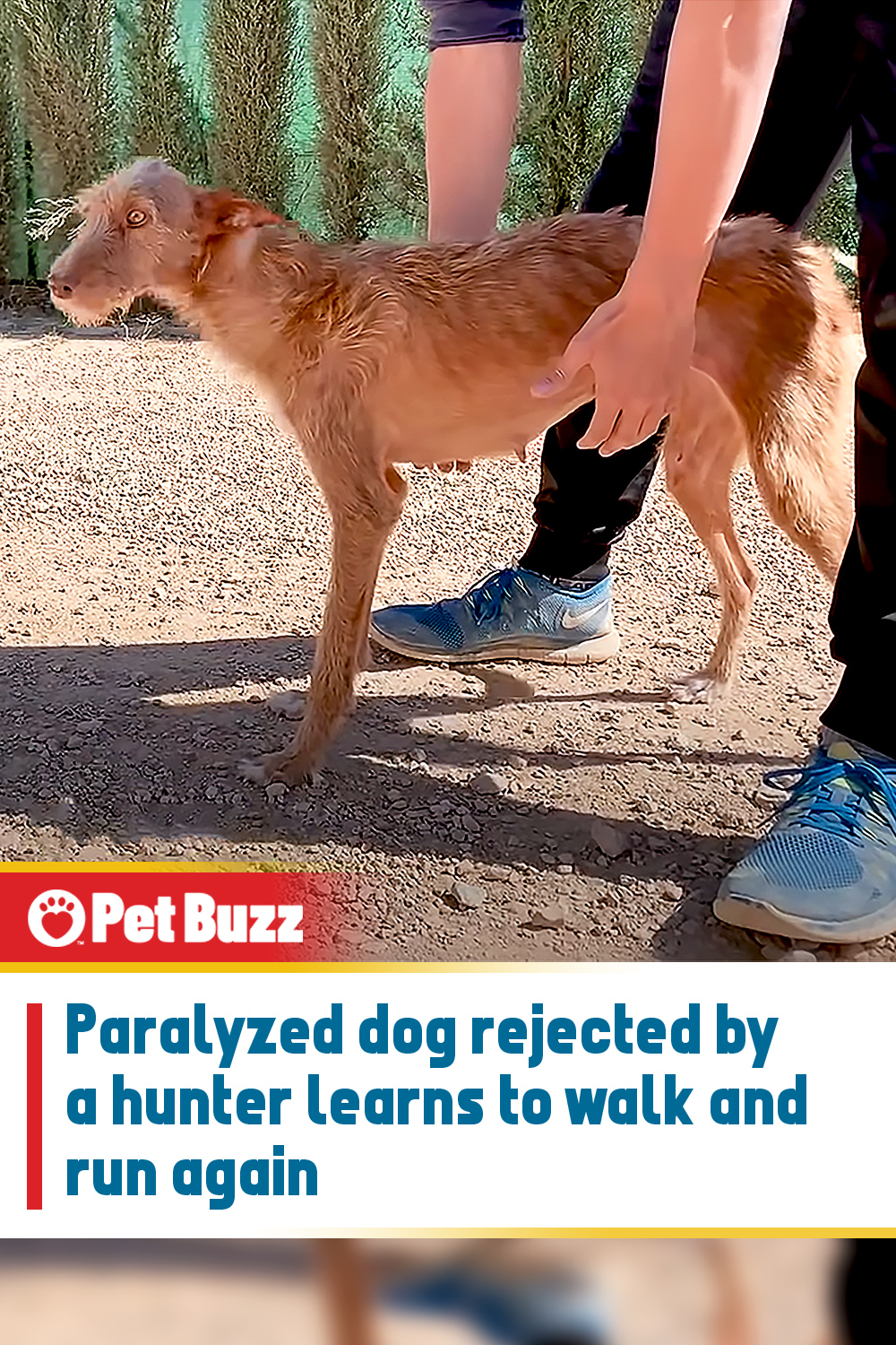 Paralyzed dog rejected by a hunter learns to walk and run again