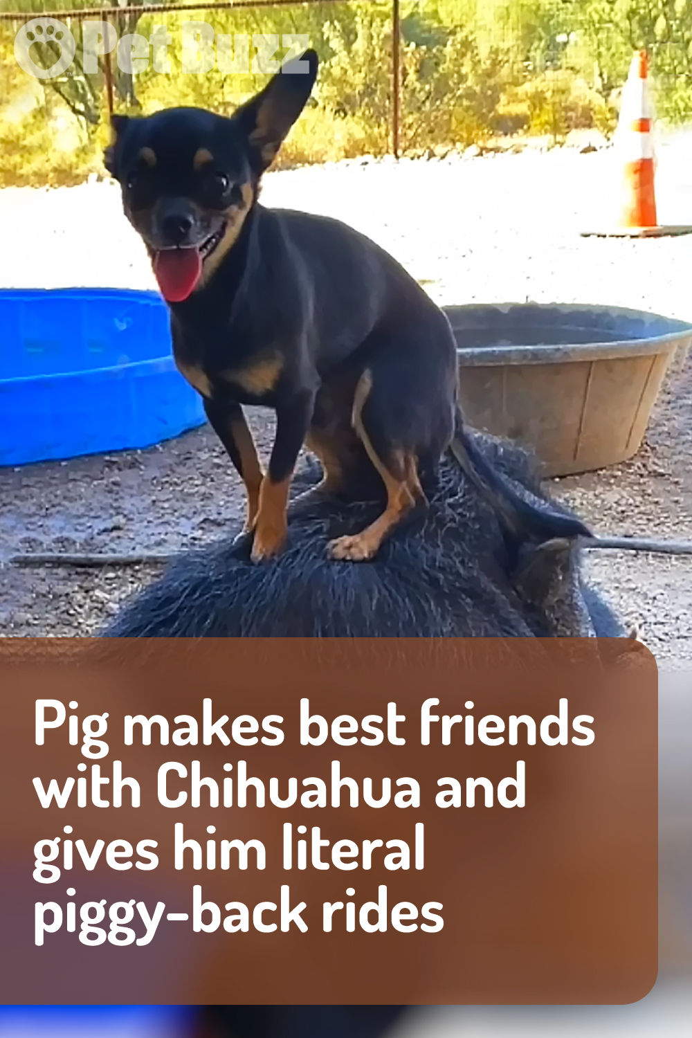 Pig makes best friends with Chihuahua and gives him literal piggy-back rides