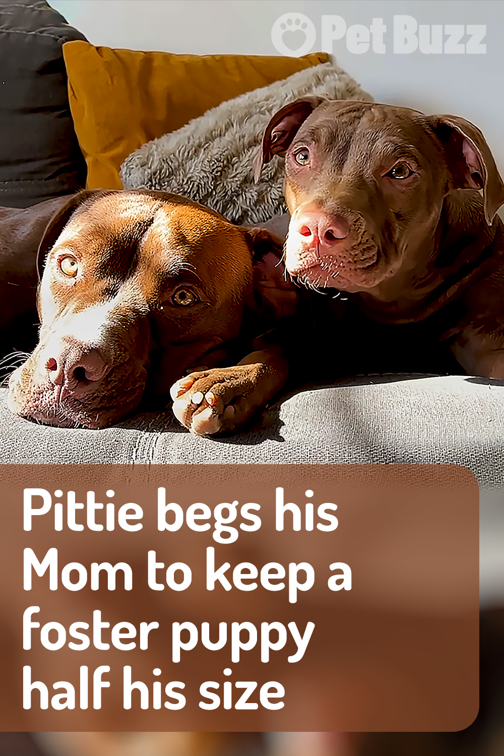 Pittie begs his Mom to keep a foster puppy half his size