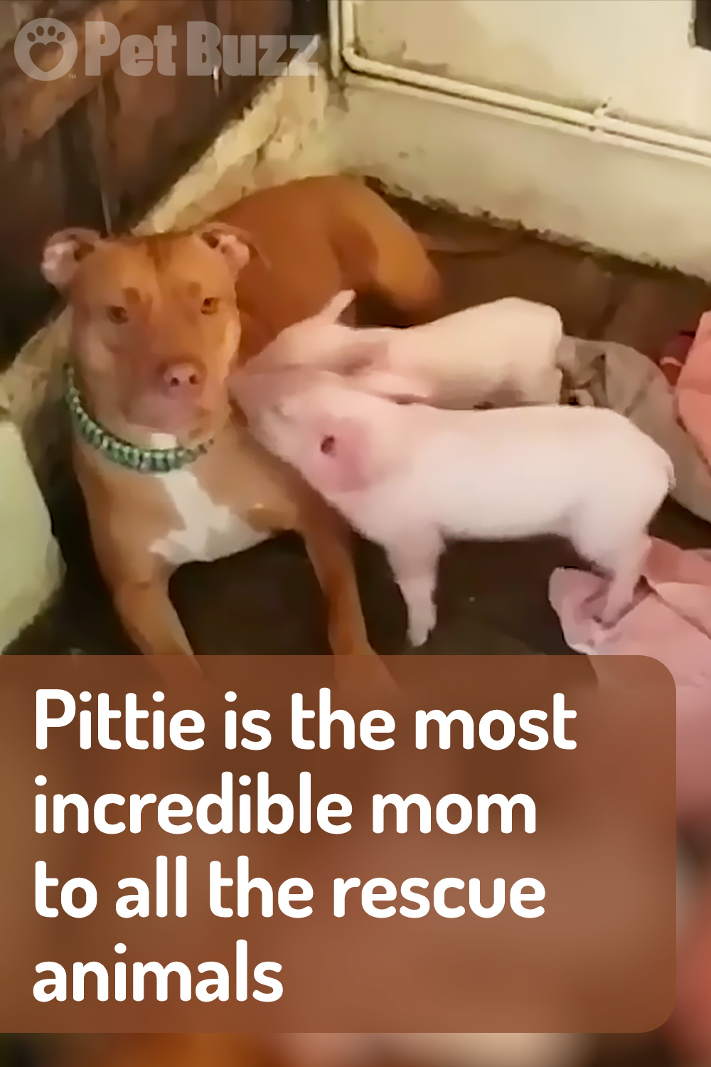 Pittie is the most incredible mom to all the rescue animals