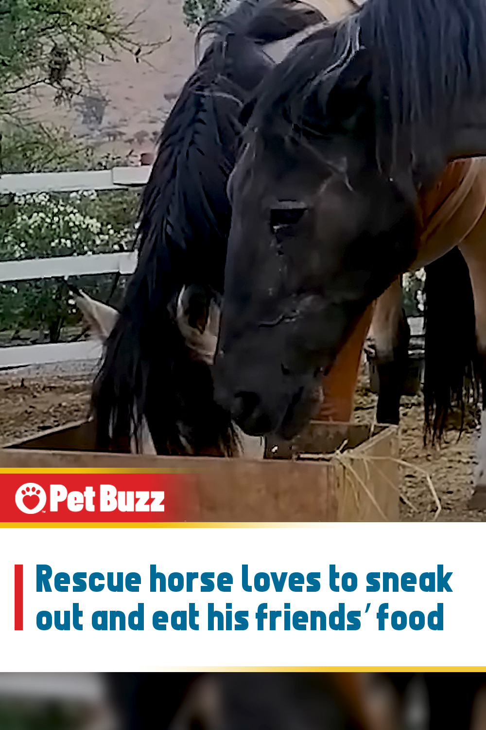 Rescue horse loves to sneak out and eat his friends’ food
