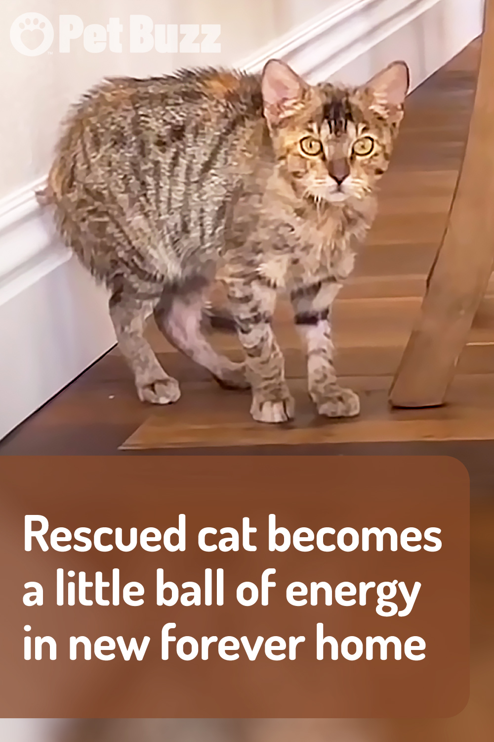 Rescued cat becomes a little ball of energy in new forever home
