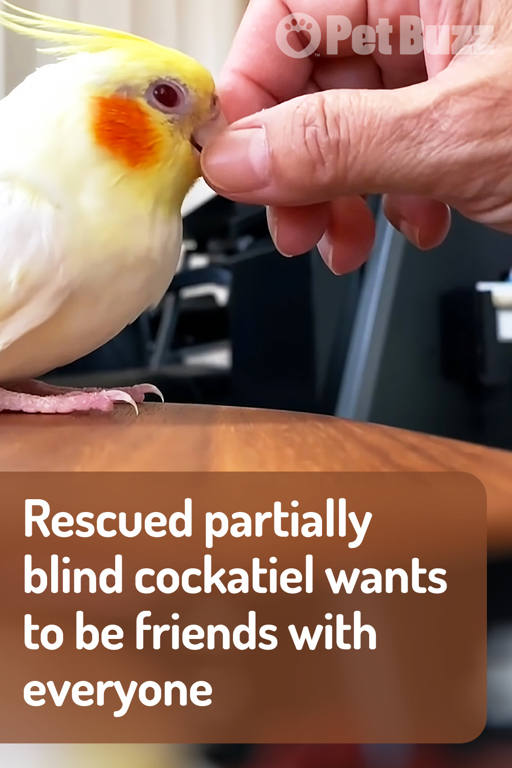 Rescued partially blind cockatiel wants to be friends with everyone