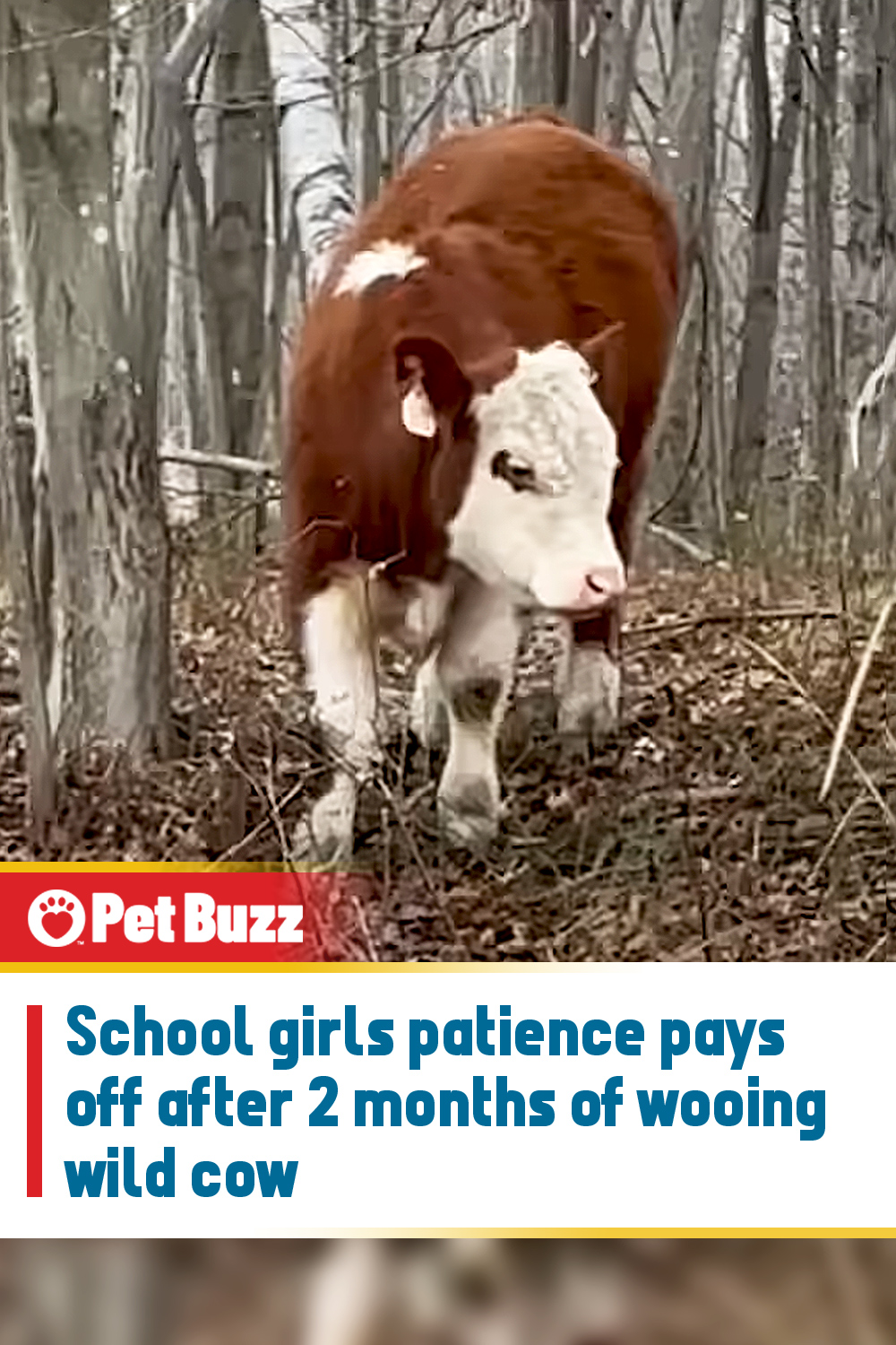 School girls patience pays off after 2 months of wooing wild cow