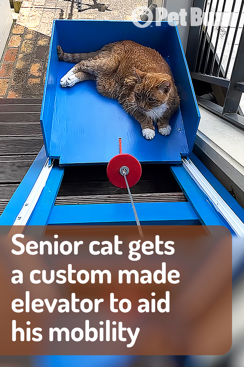 Senior cat gets a custom made elevator to aid his mobility