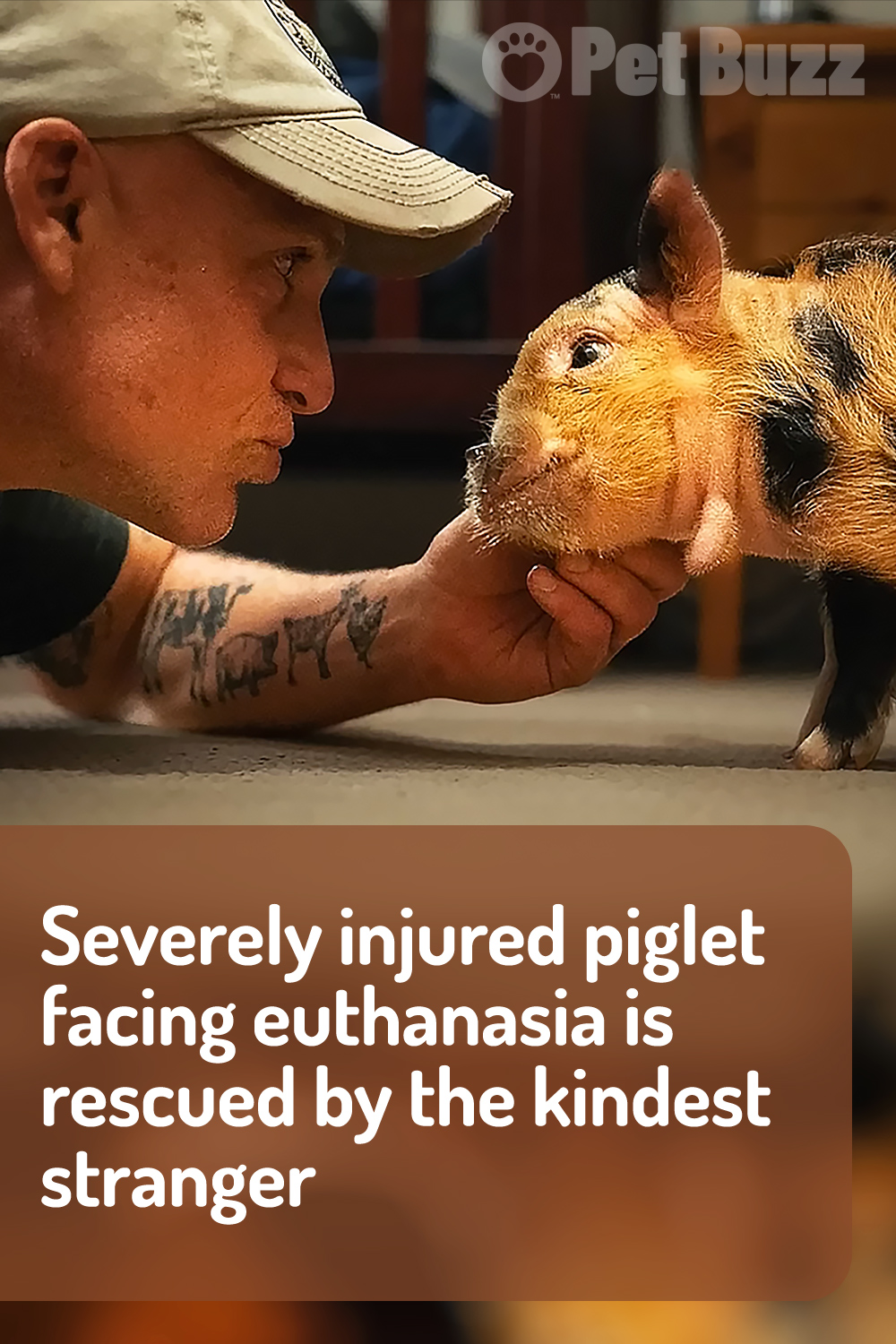 Severely injured piglet facing euthanasia is rescued by the kindest stranger