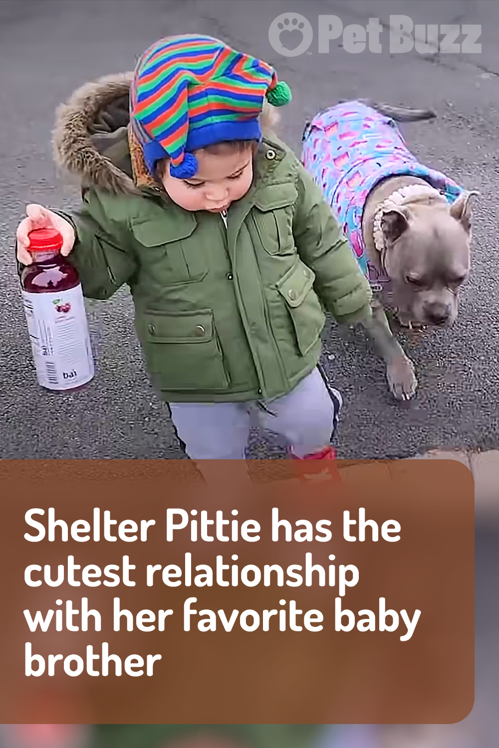 Shelter Pittie has the cutest relationship with her favorite baby brother