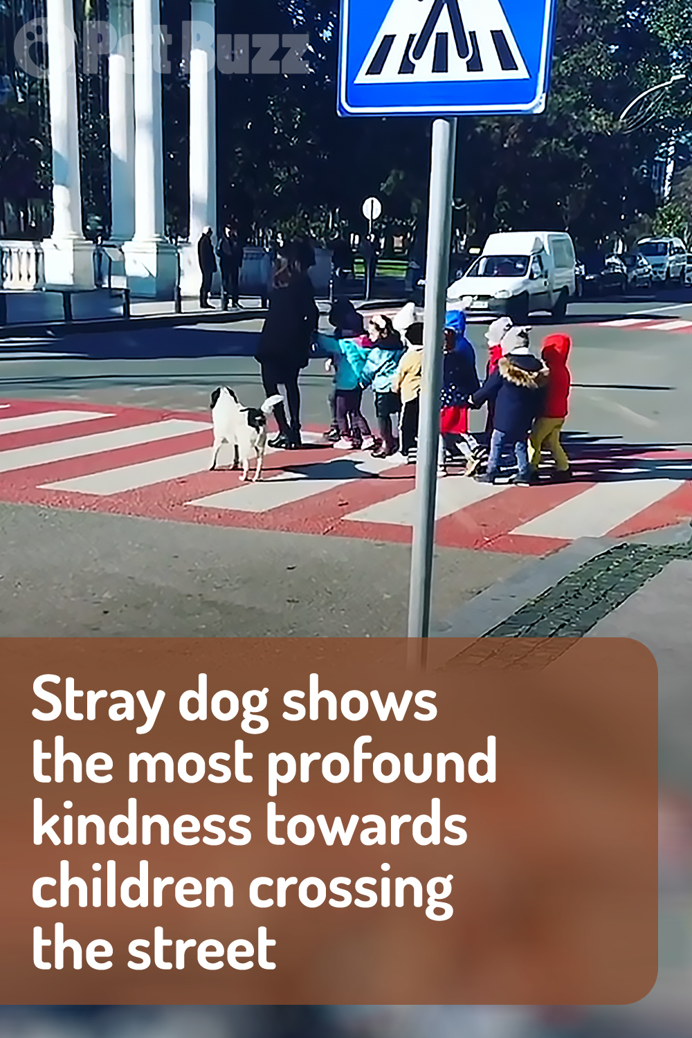 Stray dog shows the most profound kindness towards children crossing the street