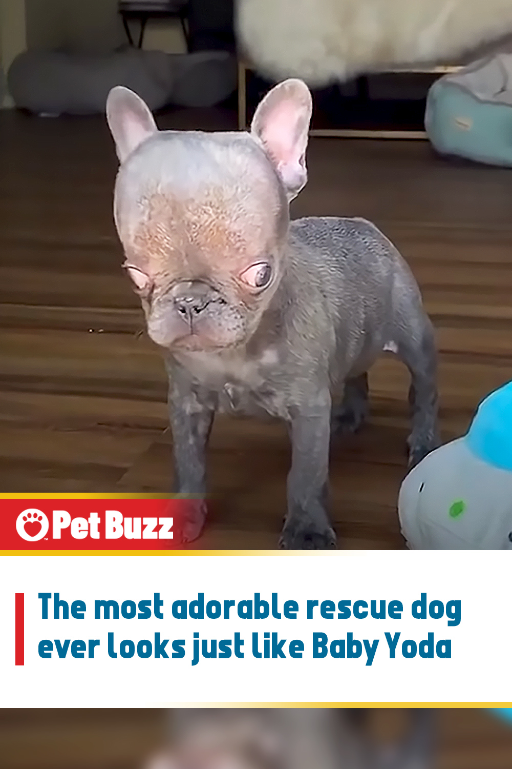The most adorable rescue dog ever looks just like Baby Yoda