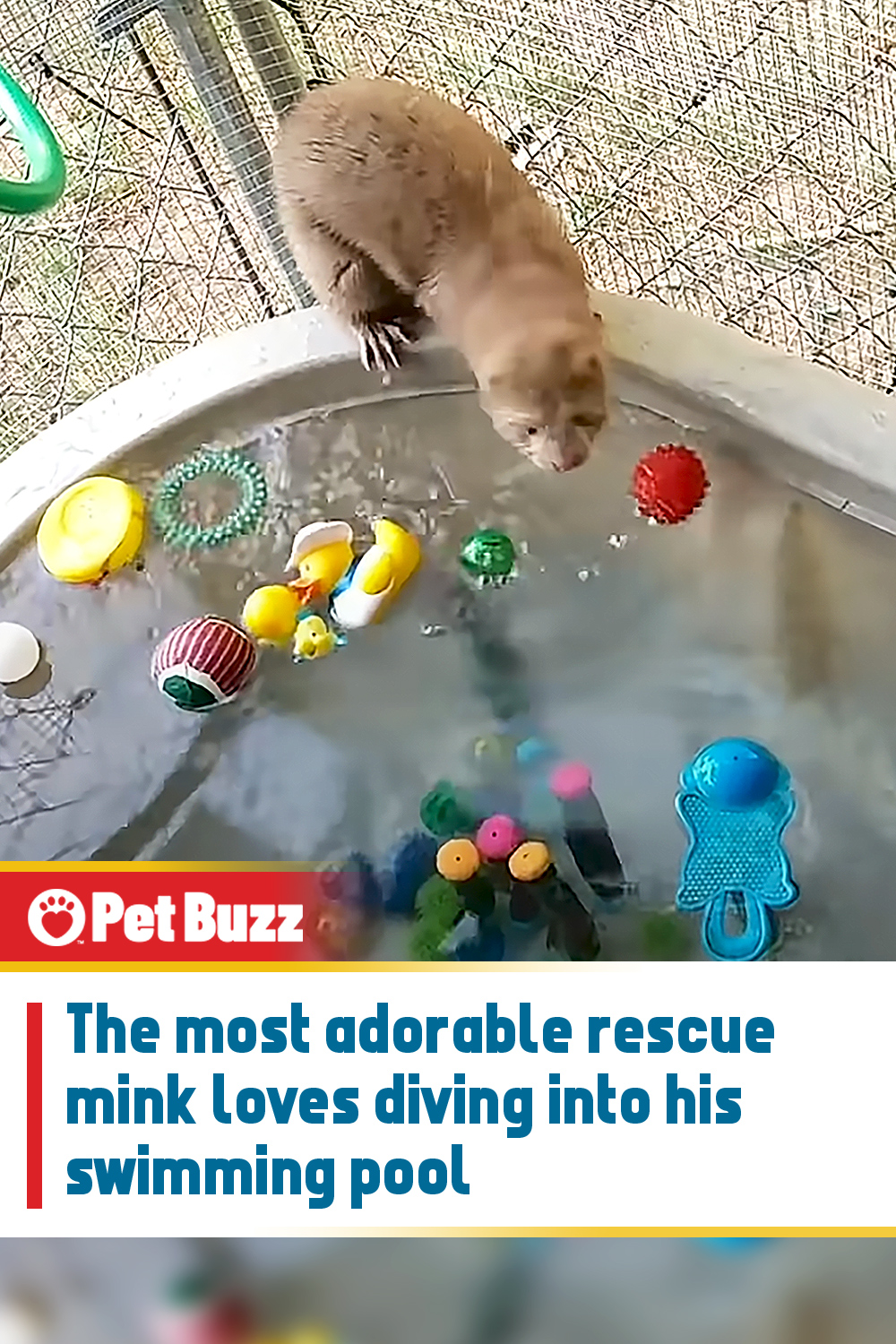 The most adorable rescue mink loves diving into his swimming pool