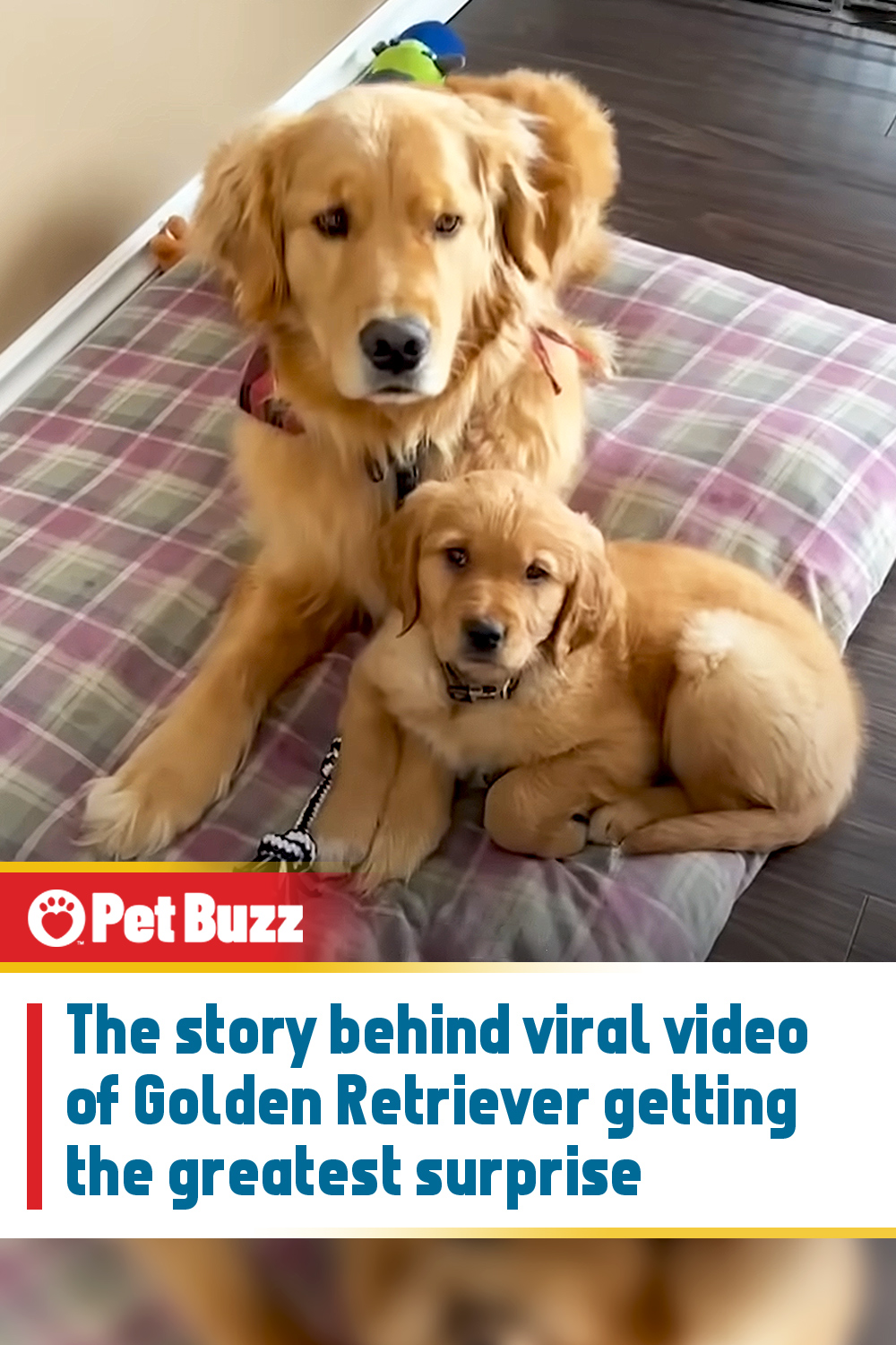 The story behind viral video of Golden Retriever getting the greatest surprise