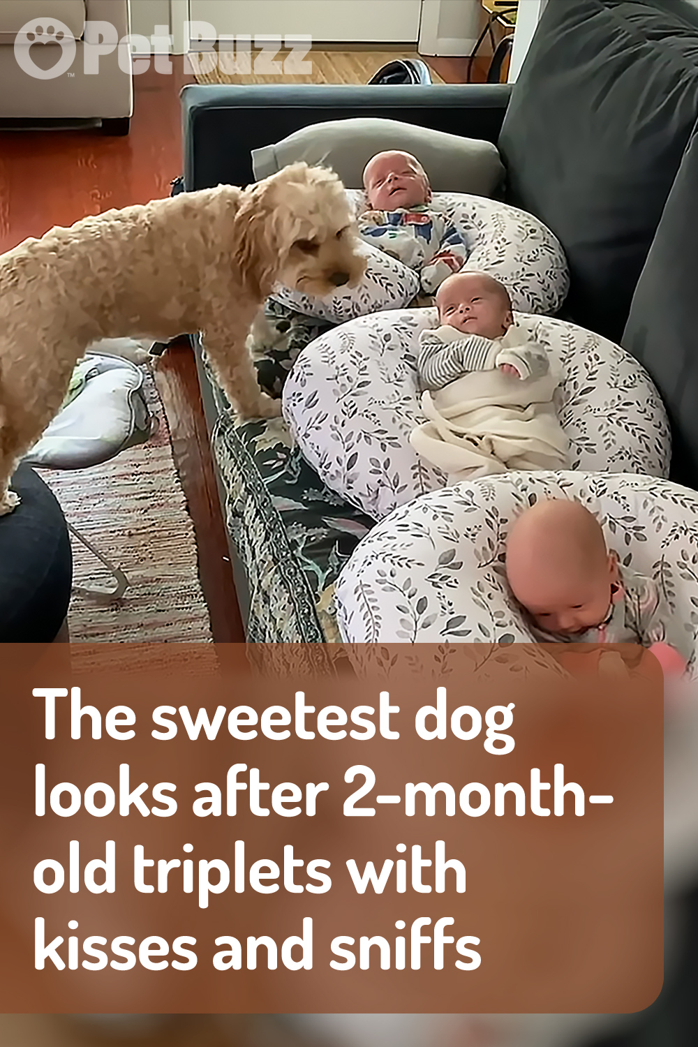 The sweetest dog looks after 2-month-old triplets with kisses and sniffs