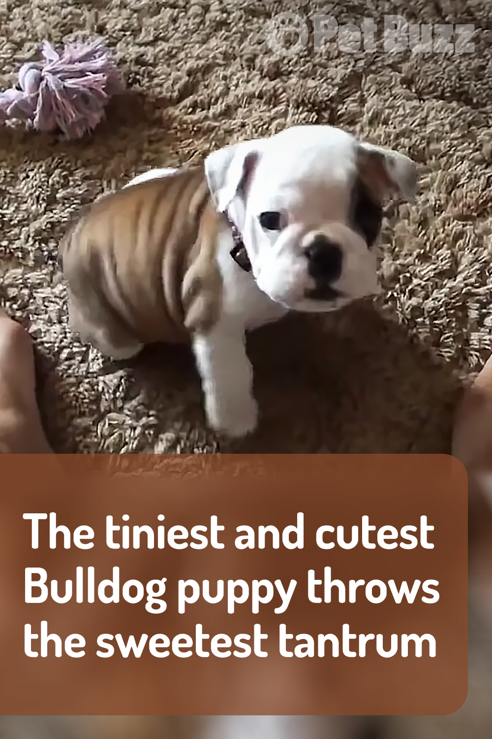 The tiniest and cutest Bulldog puppy throws the sweetest tantrum