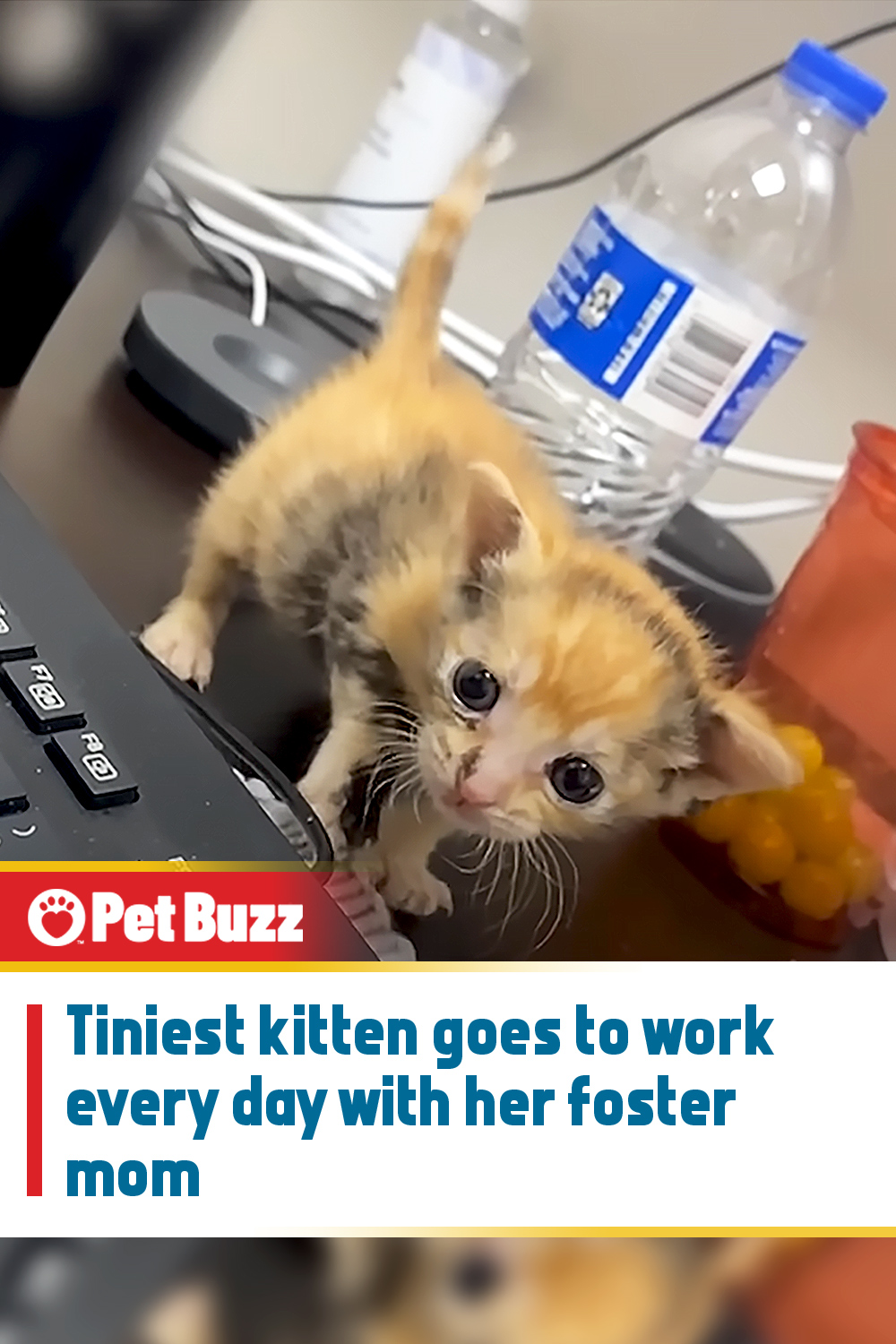 Tiniest kitten goes to work every day with her foster mom
