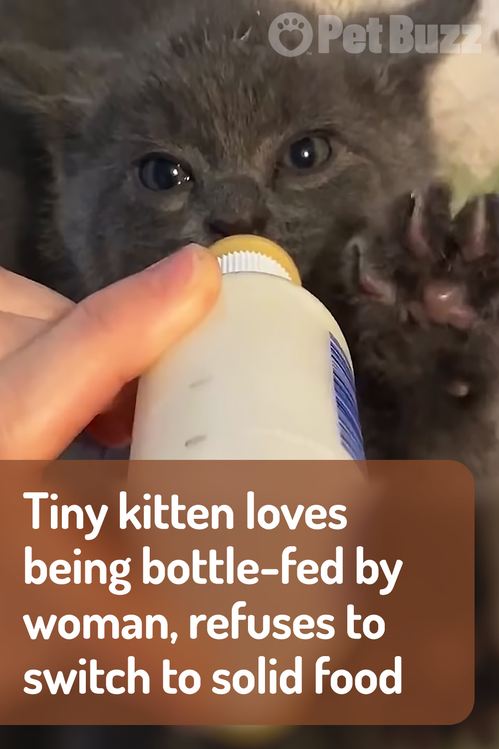 Tiny kitten loves being bottle-fed by woman, refuses to switch to solid food