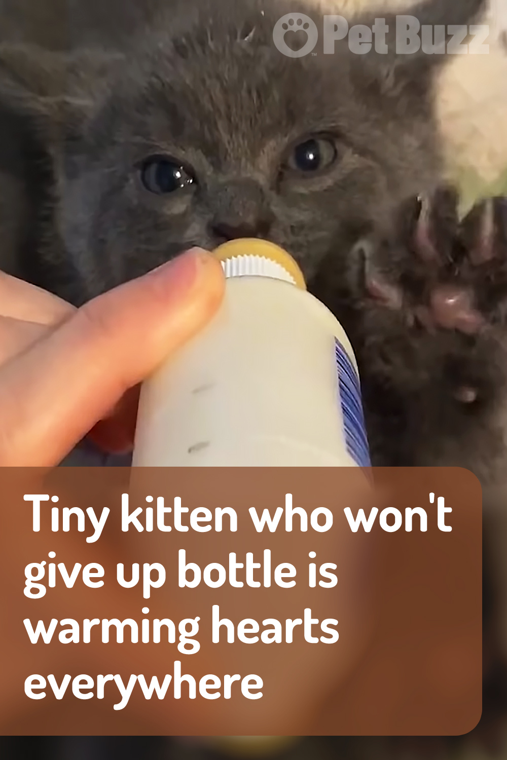 Tiny kitten who won’t give up bottle is warming hearts everywhere