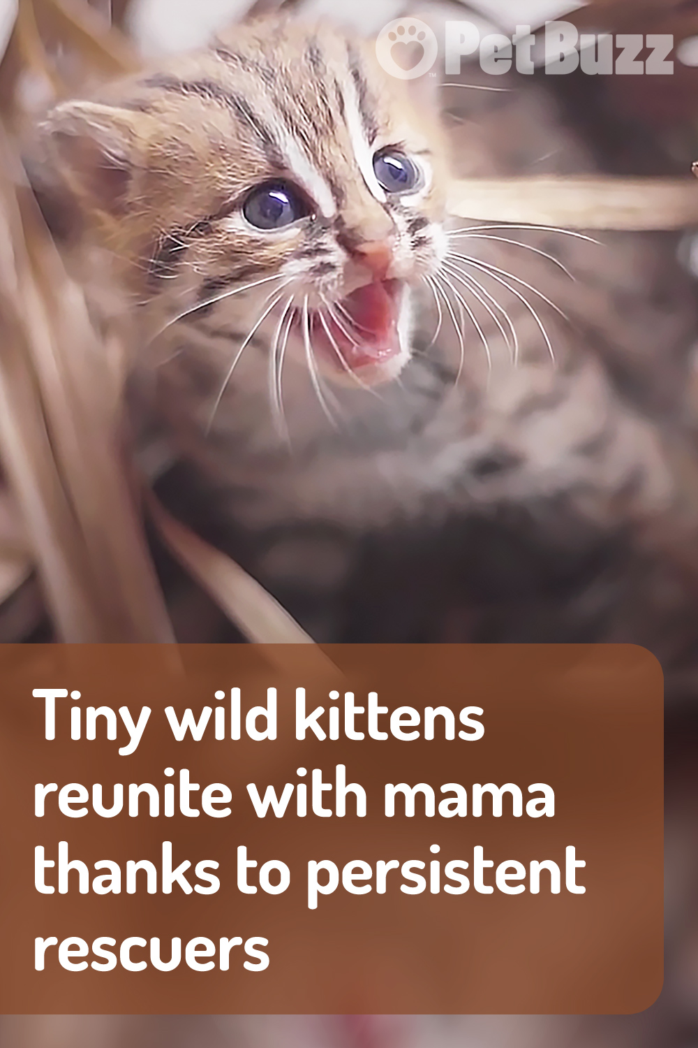 Tiny wild kittens reunite with mama thanks to persistent rescuers