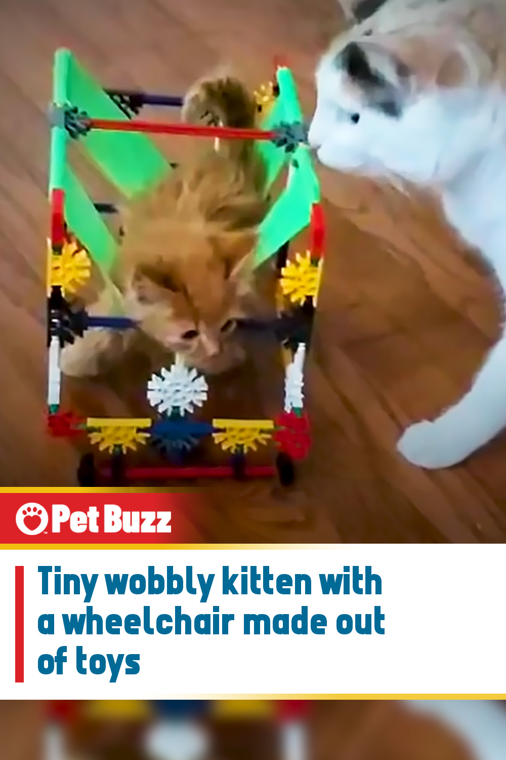 Tiny wobbly kitten with a wheelchair made out of toys