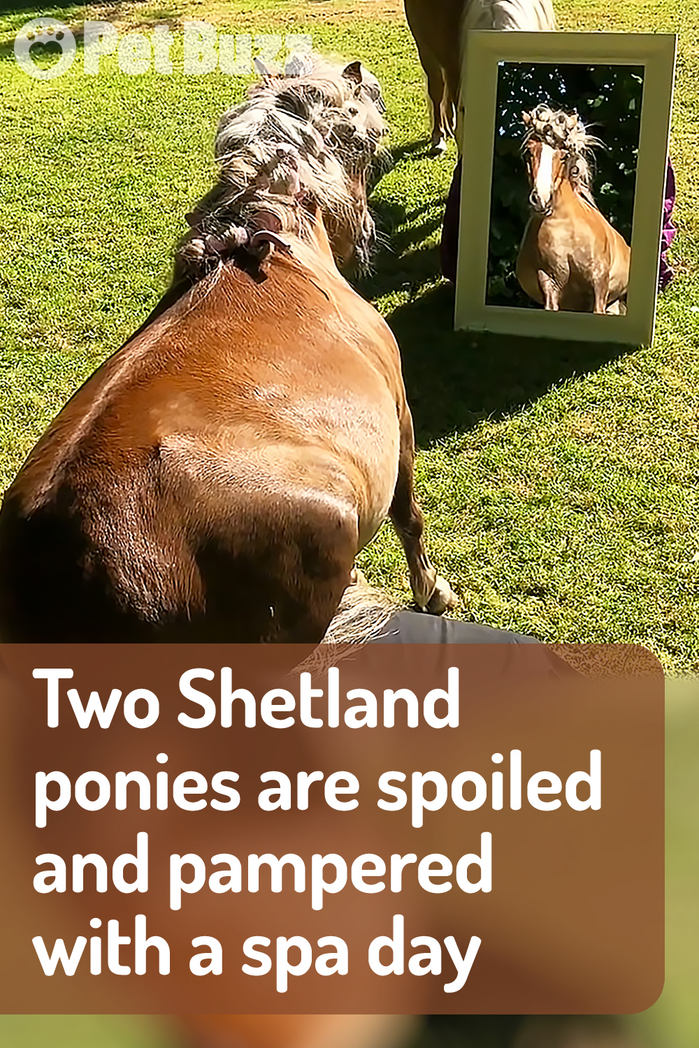 Two Shetland ponies are spoiled and pampered with a spa day