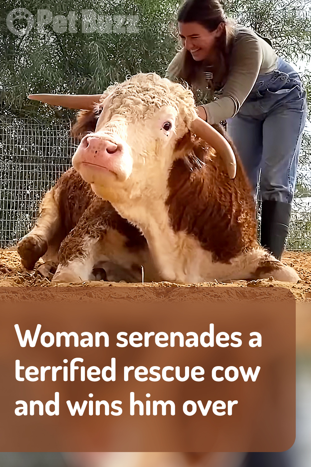 Woman serenades a terrified rescue cow and wins him over