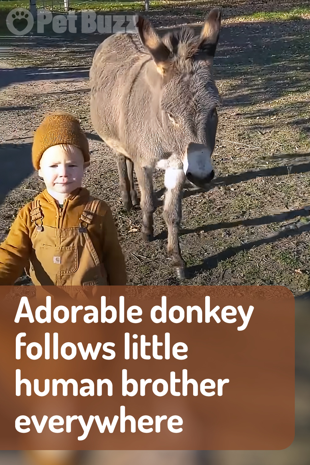 Adorable donkey follows little human brother everywhere