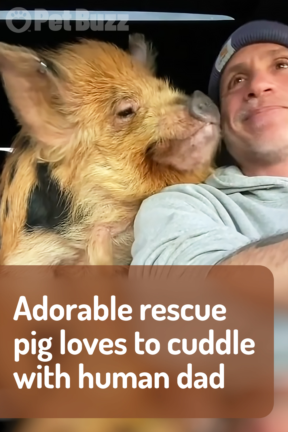 Adorable rescue pig loves to cuddle with human dad
