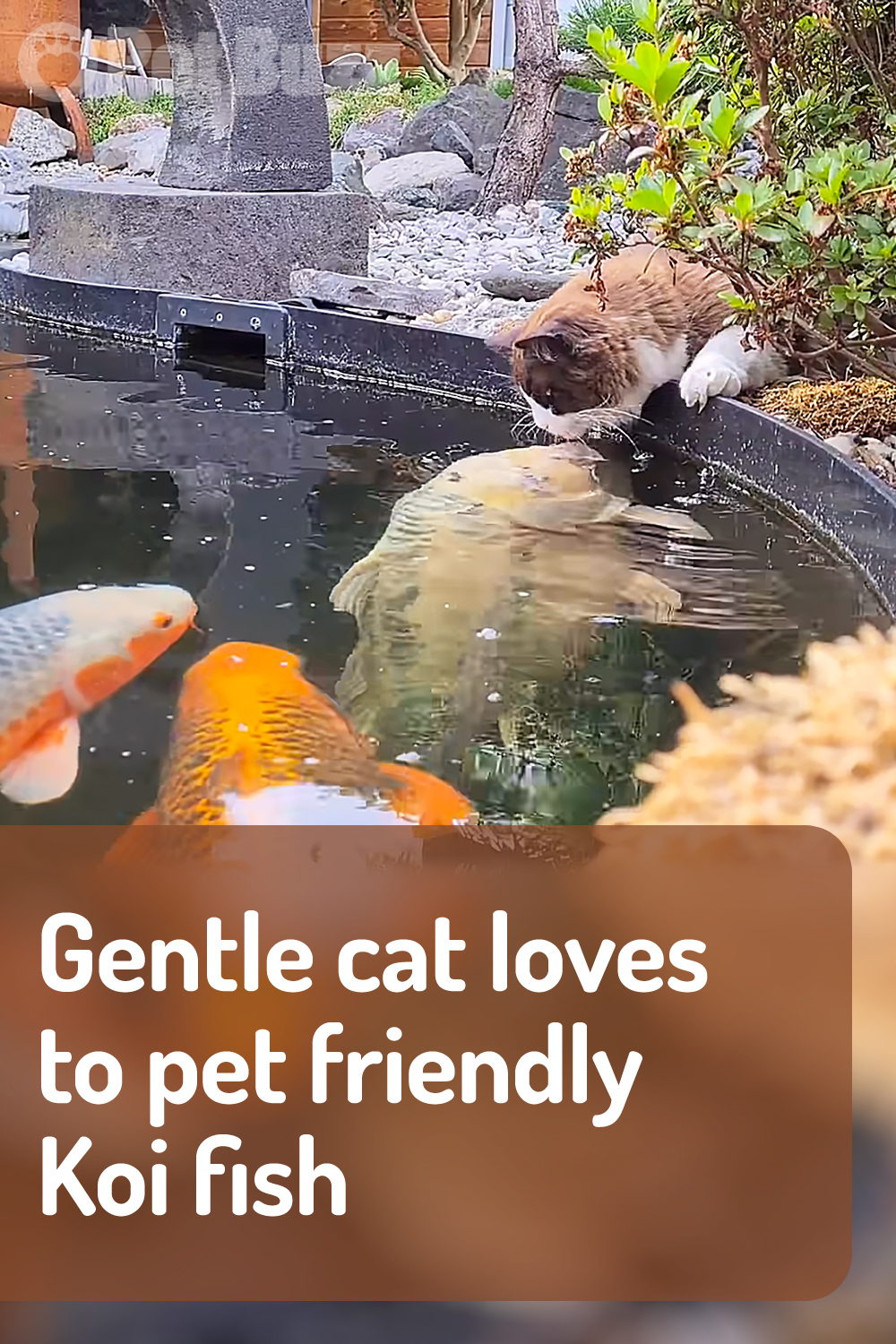 Gentle cat loves to pet friendly Koi fish