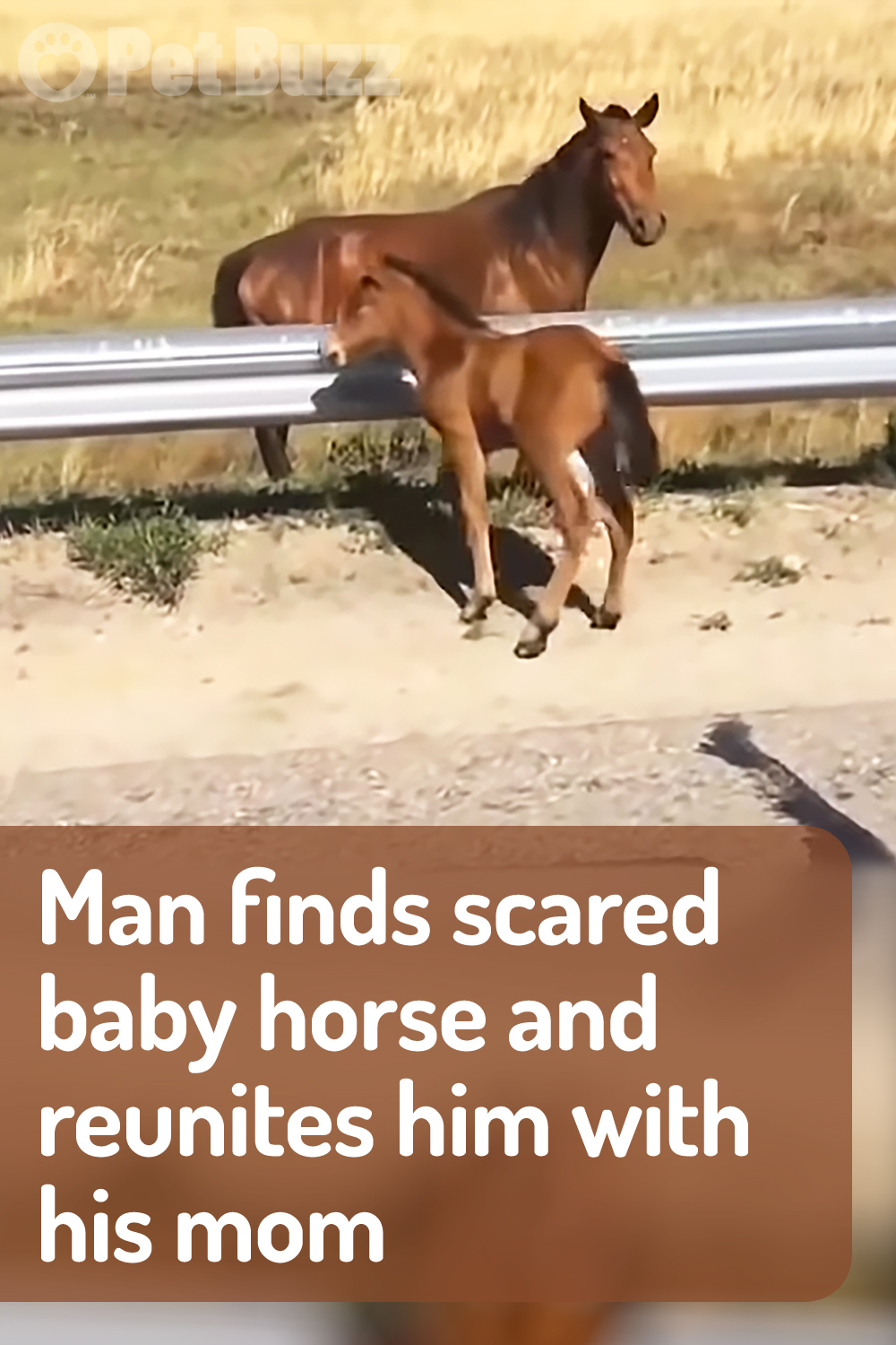 Man finds scared baby horse and reunites him with his mom