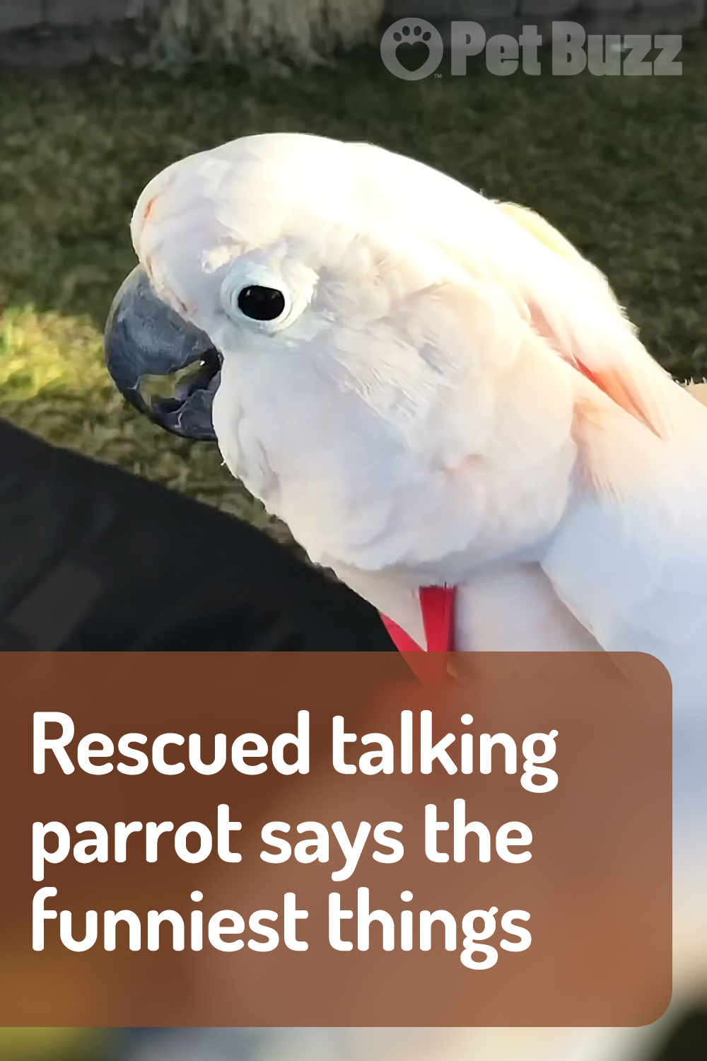 Rescued talking parrot says the funniest things