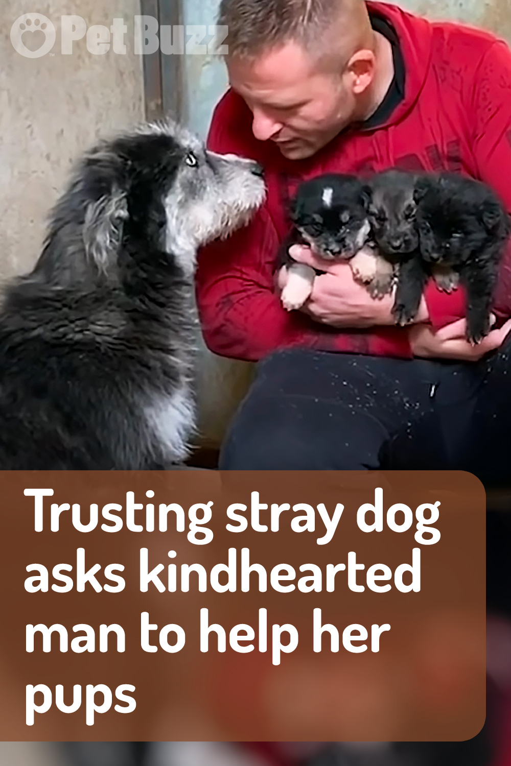 Trusting stray dog asks kindhearted man to help her pups